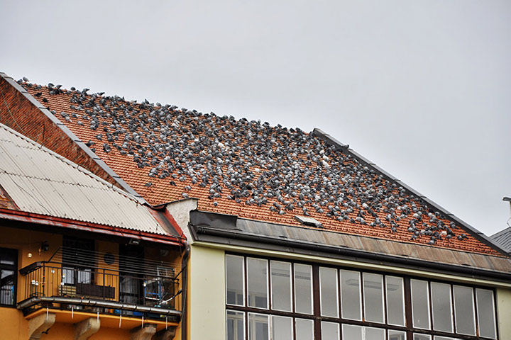 A2B Pest Control are able to install spikes to deter birds from roofs in Whitton. 