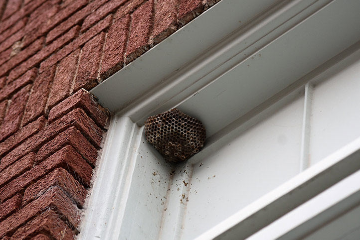 We provide a wasp nest removal service for domestic and commercial properties in Whitton.